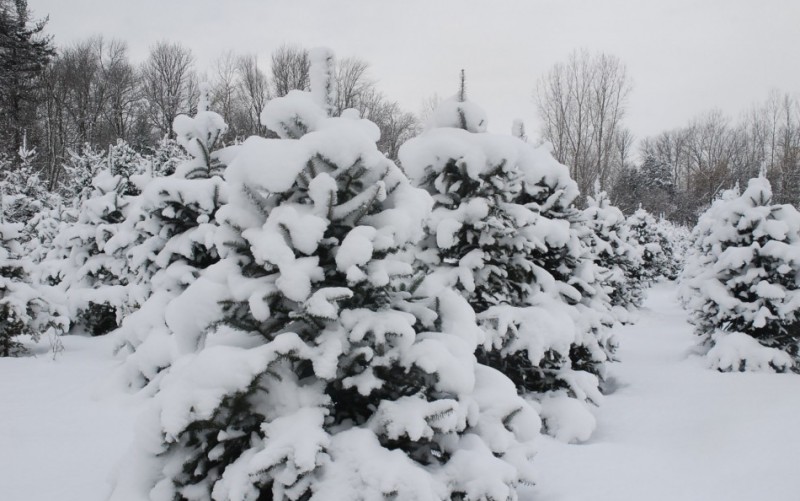 Norfolk County Christmas Tree