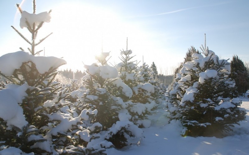 Waterford Christmas Tree