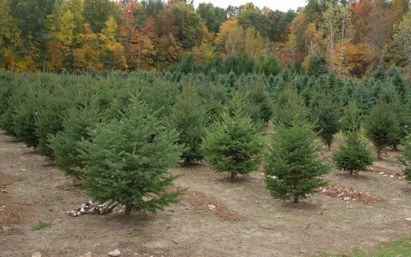 Port Dover Christmas Tree